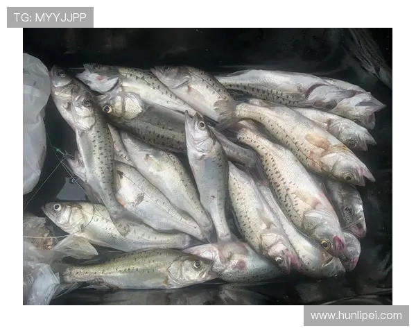 青岛灵山岛爆箱时刻！2 小时钓 40 斤鲈鱼，金秋海钓正当时